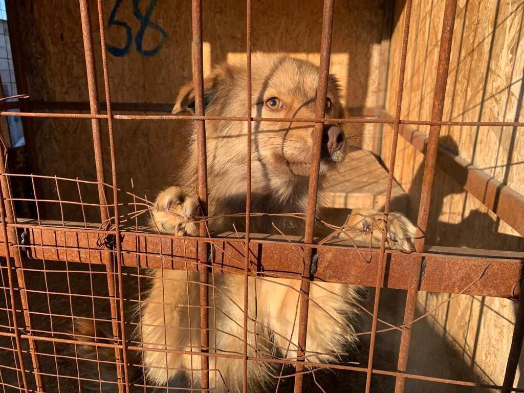 «Автодорсфера» Белогорска: 16 безнадзорных собак отправлены в приют